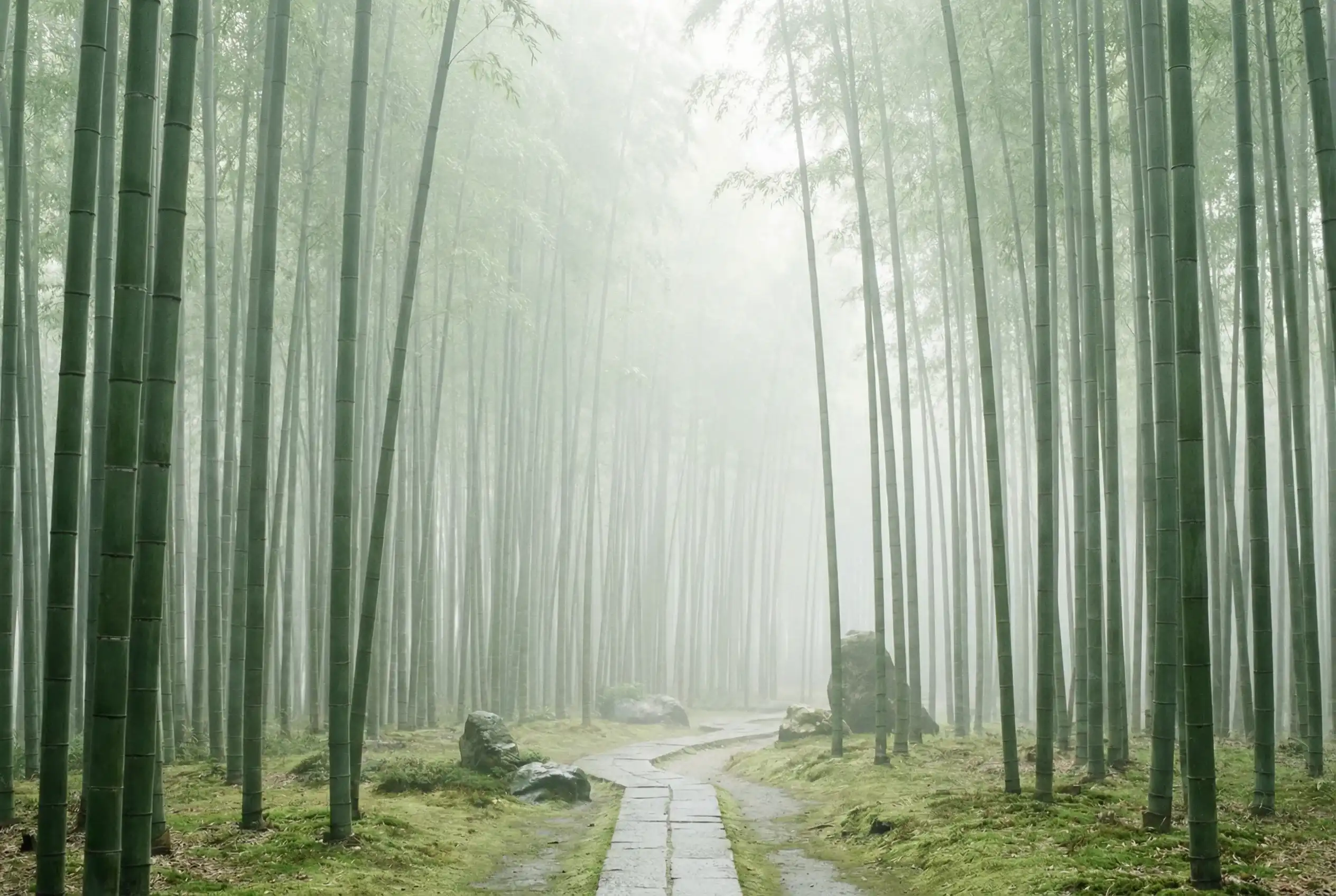 快三彩票 自然恩赐计划竹林背景