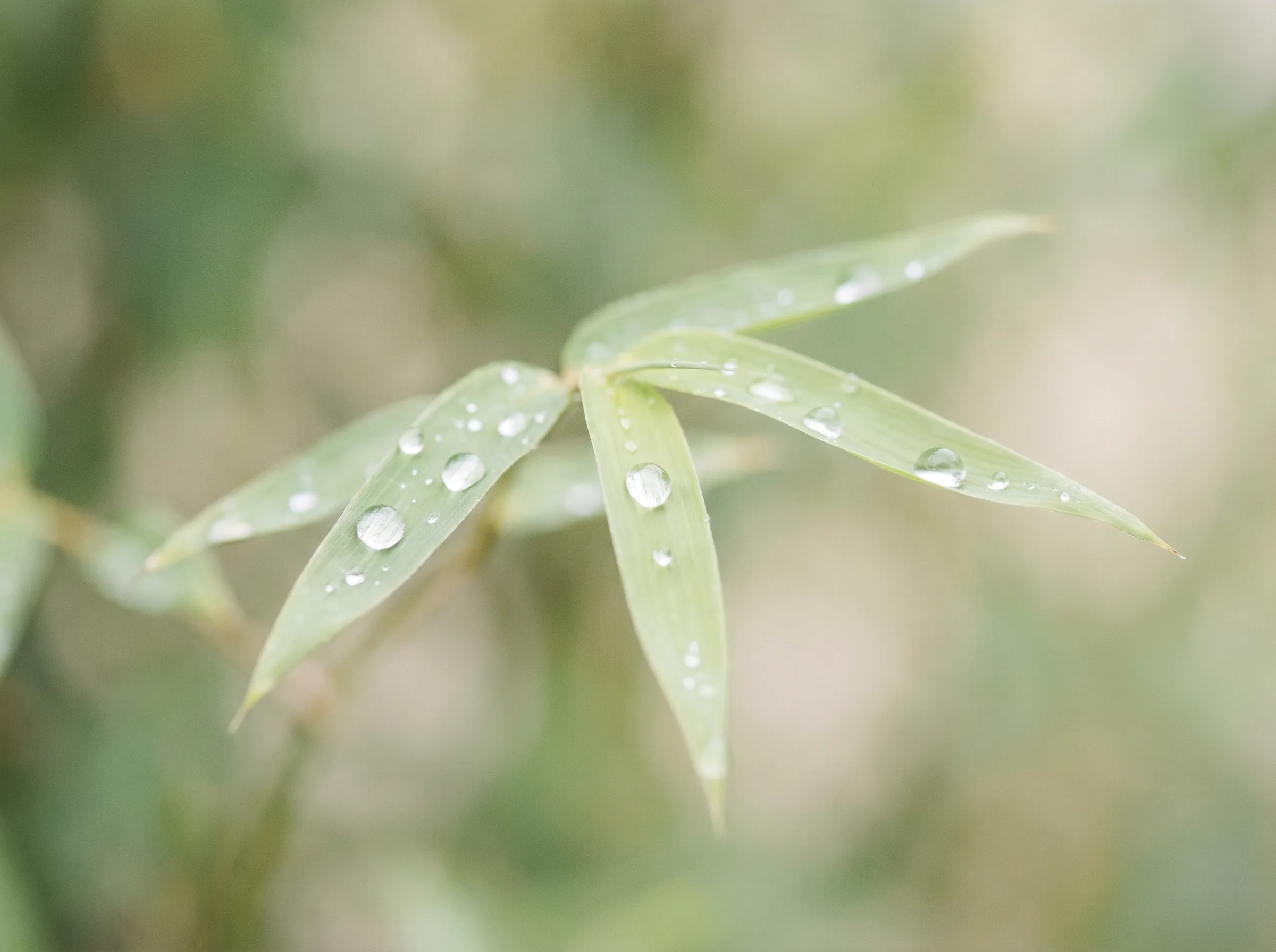 快三彩票 六大推演沙盘竹叶装饰
